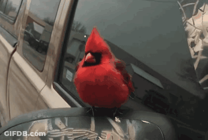 Baseball Player In Cardinals Jersey And Hat With S GIF