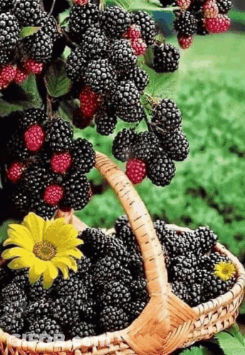 Basket Of Blackberries With Yellow Flower GIF