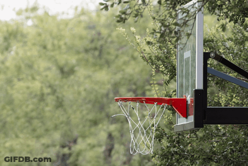 Basketball Hoop Hanging From Tree GIF