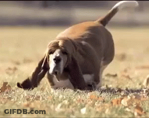 Basset Hound Playing With Ball In Grass GIF