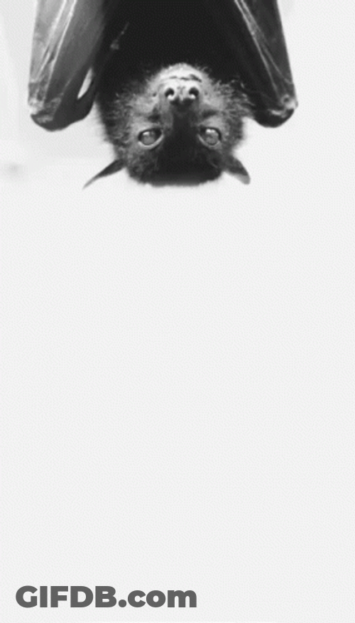 Bat GIF