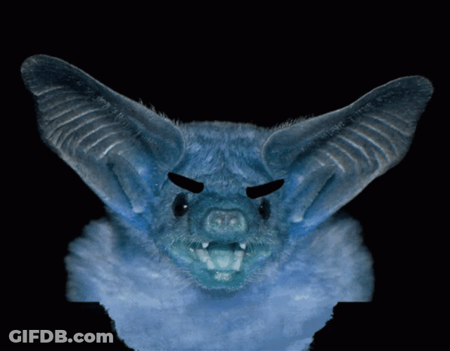 Bat GIF