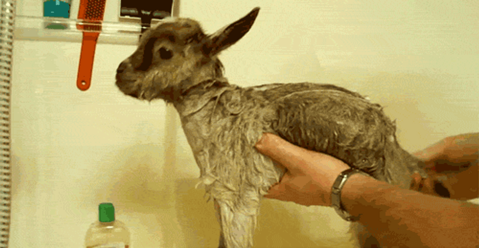 Bathing Baby Goat GIF