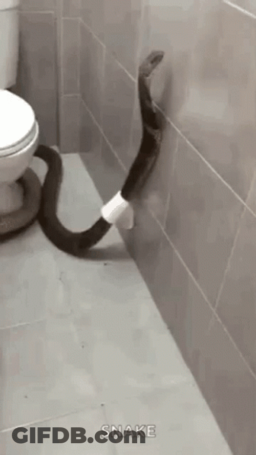 Bathroom Dangerous Snake GIF