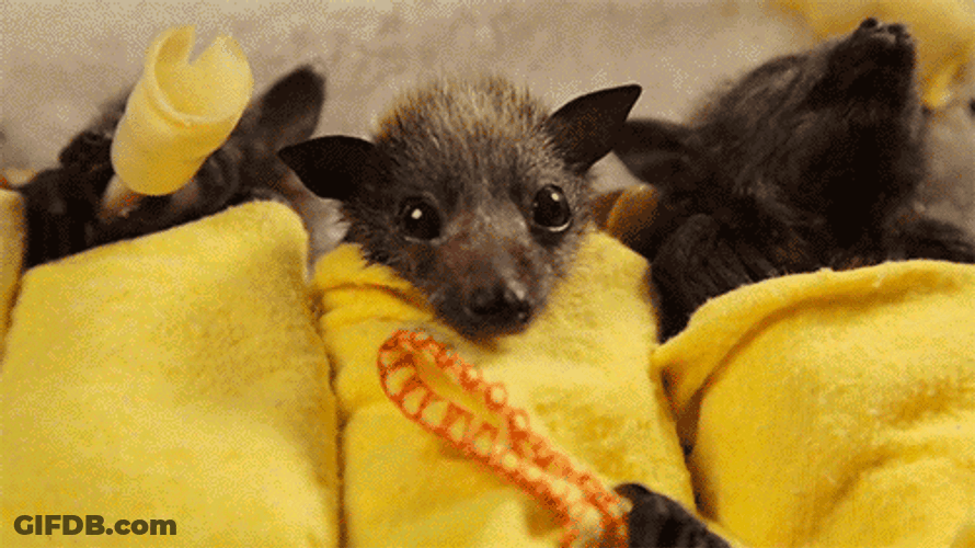 Bats Baby Care GIF