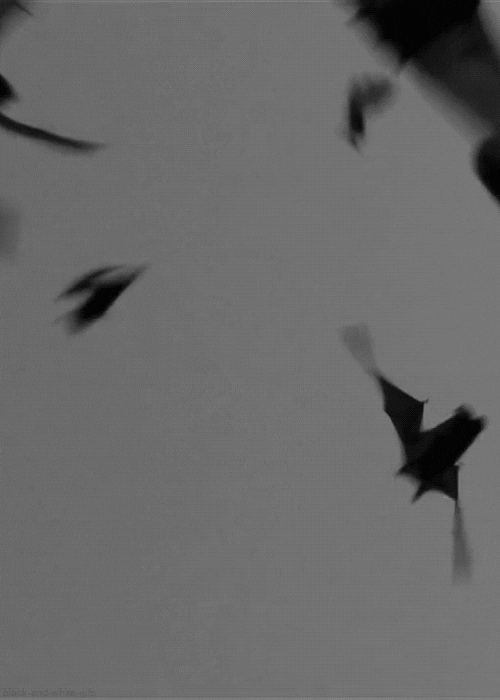 Bats Flying In Dark Sky GIF