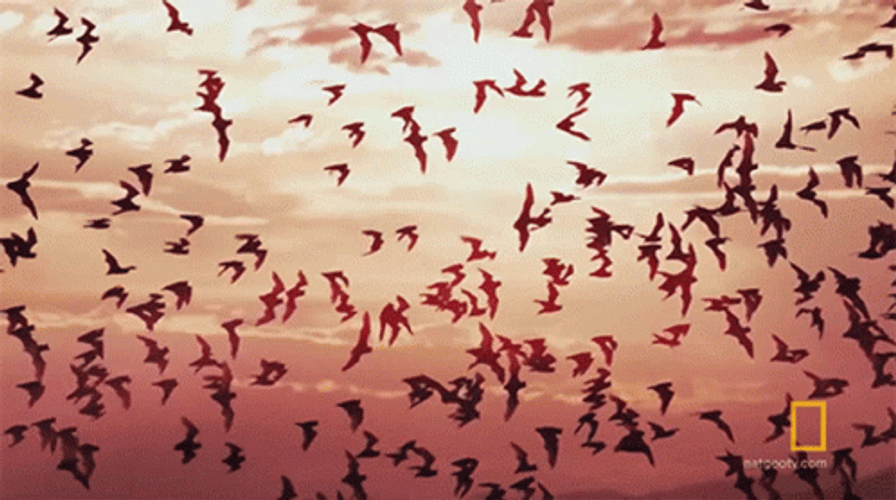 Bats Flying In Sunset GIF