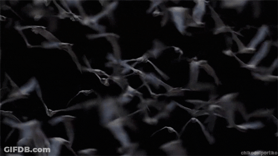Bats Flying In The Dark GIF