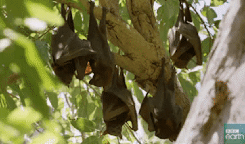Bats Friends Laughing BBC Earth GIF