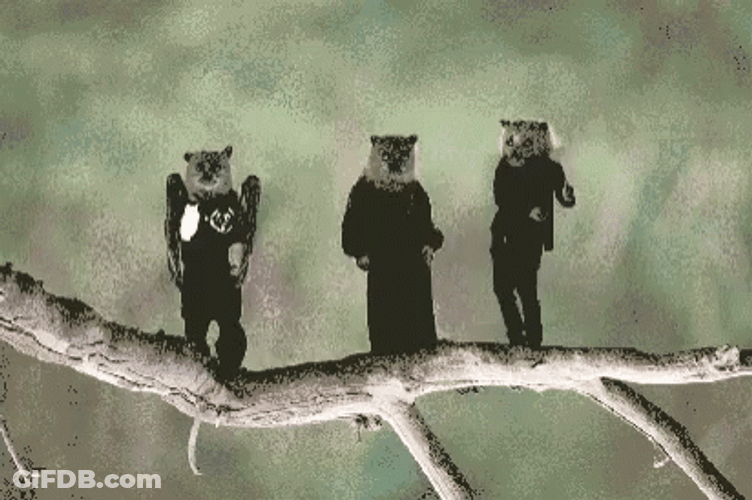 Bats Happy Dance GIF