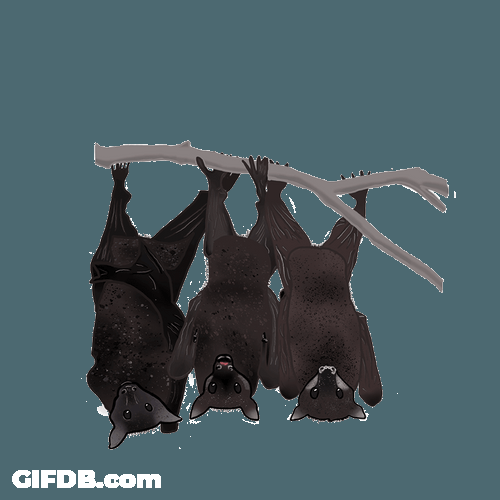 Bats Resting Up And Down GIF