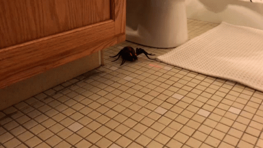 Battery Operated Scary Spider GIF