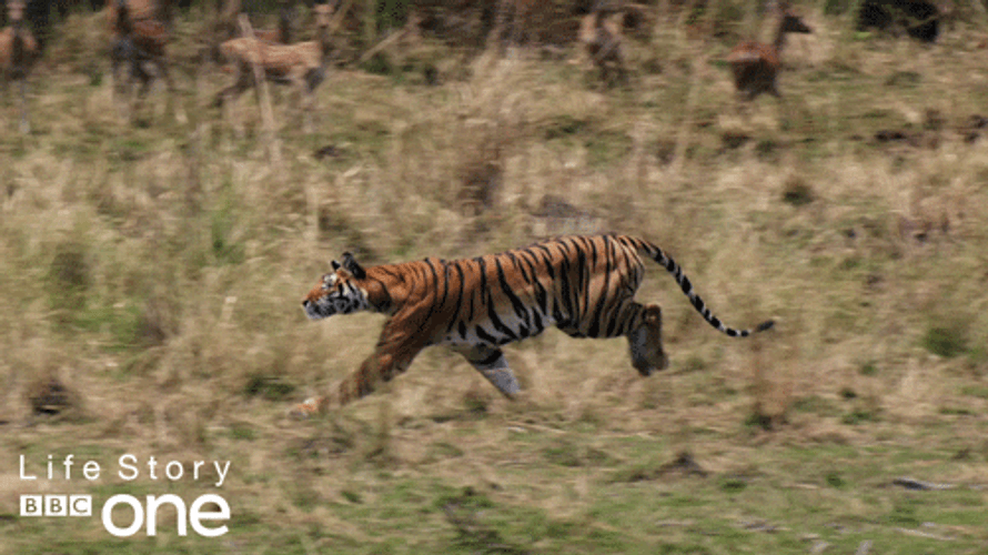 Bbc Life Story Of Cheetah Running GIF