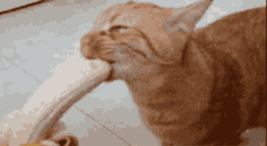 Bbhv GIF