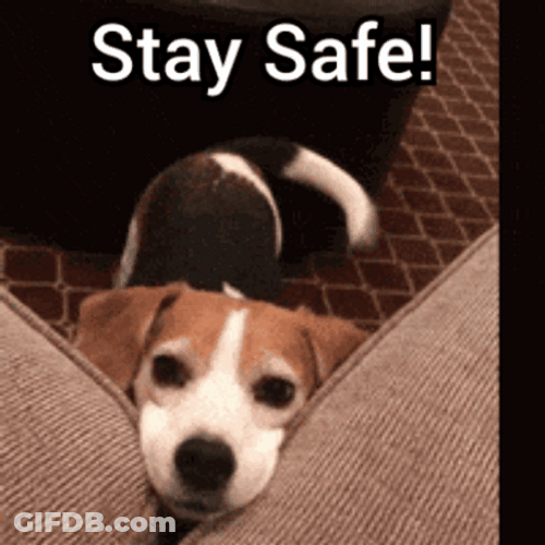 Be Safe Adorable Puppy Looking Up GIF