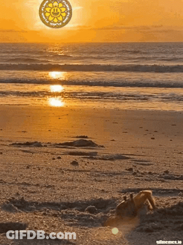 Beach At Sunset With Coin In Sky GIF