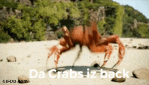 Beach Crab Da Crabs Iz Back GIF