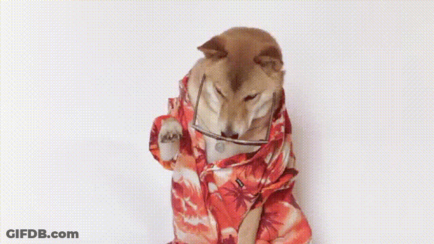 Beach Outfit Doge Meme GIF
