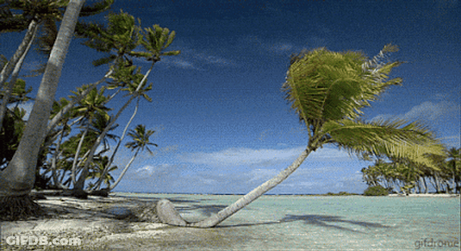 Beach Palm Tree Leaning On The Ground GIF