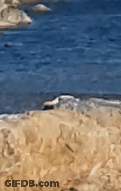 Beach Scene With Blue Ocean GIF