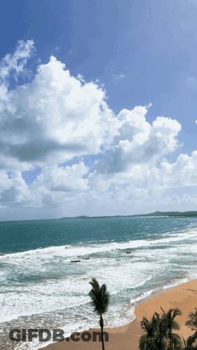 Beach With Palm Trees And Blue Sky GIF