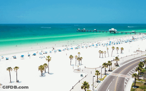 Beach With Palm Trees And Pier GIF