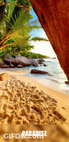 Beach With Palm Trees And Sailboat GIF
