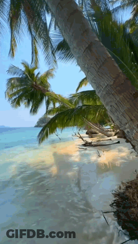 Beach With Palm Trees And Water GIF