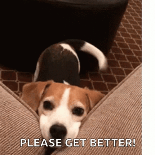 Beagle Dog Get Well Soon GIF