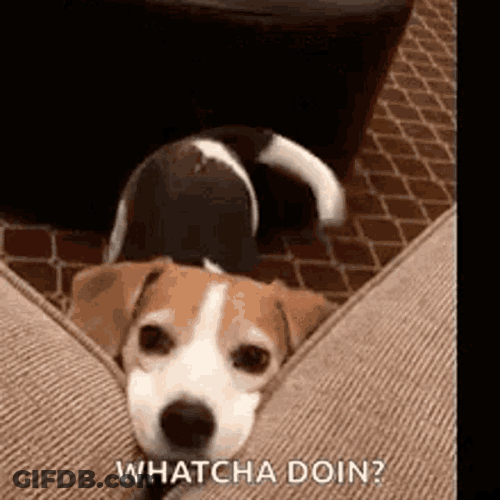Beagle Dog GIF