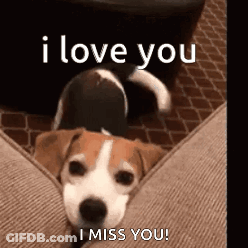 Beagle Dog Laying On Couch I Love You I Miss You GIF