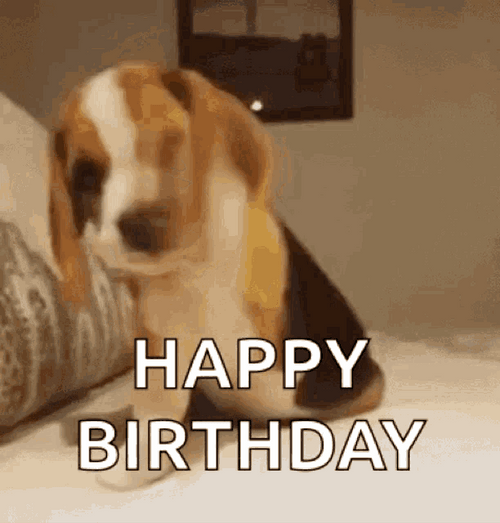 Beagle Happy Birthday Meme GIF