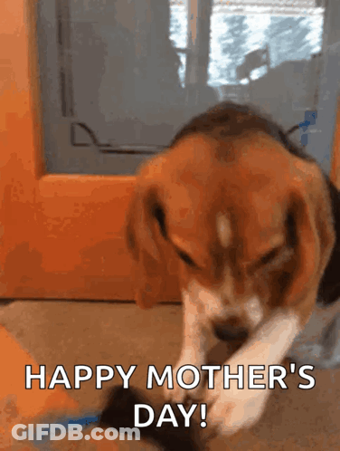 Beagle Puppy Laying Down Happy Mother's Day GIF
