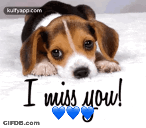 Beagle Puppy Laying Down Saying I Miss You GIF