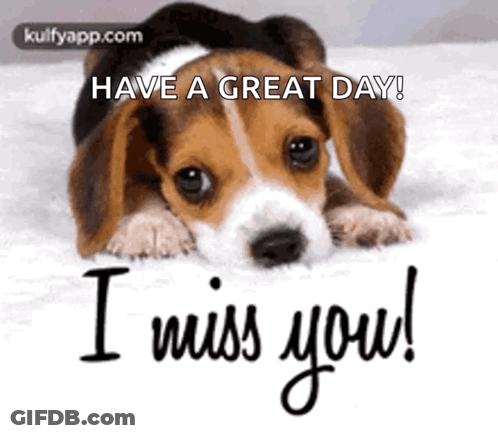 Beagle Puppy Laying On Bed Have A Great Day I Miss You GIF
