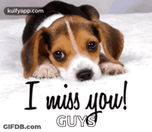 Beagle Puppy Laying On Bed I Miss You Guys GIF