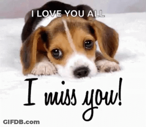 Beagle Puppy Laying On Bed Saying I Love You All I Miss You GIF