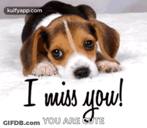 Beagle Puppy Laying On Bed Saying I Miss You GIF