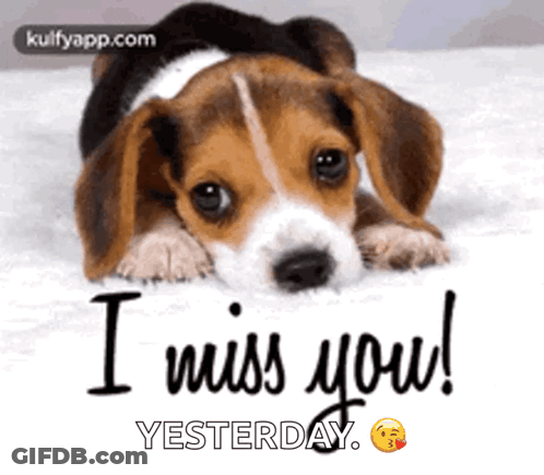 Beagle Puppy Laying On Bed Saying I Miss You Yesterday GIF