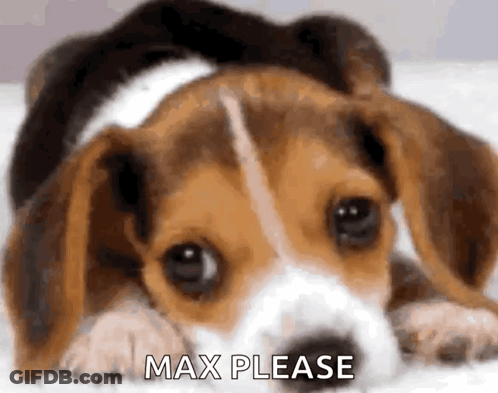 Beagle Puppy Laying On Bed Saying Max Please GIF