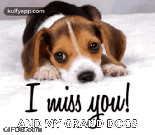 Beagle Puppy Lying On Bed Saying I Miss You GIF