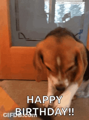 Beagle Puppy Playing With Toy Saying Happy Birthday GIF