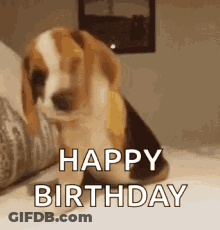 Beagle Puppy Says Happy Birthday GIF