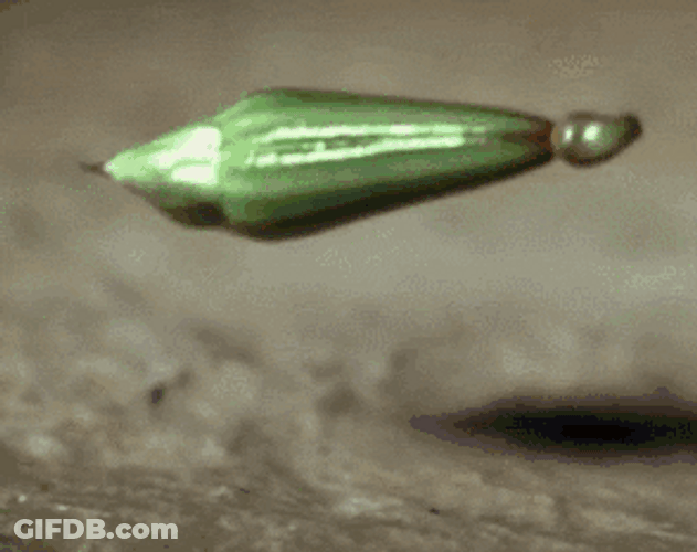Bean Sprout Plant GIF