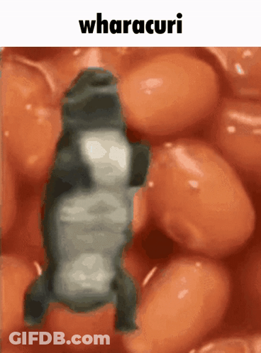 Beans With Wharacuri GIF