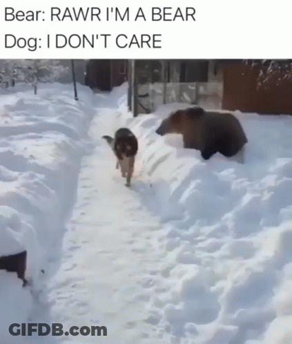 Bear And Dog Walking In Snow Bear Says Rawr I'm A Bear GIF