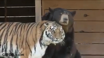 Bear And Tiger Hugging GIF