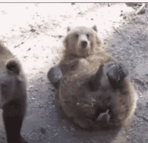 Bear Animal Waving Hi GIF