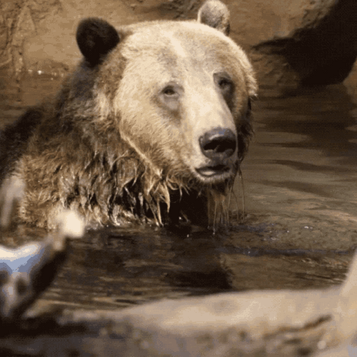 Bear Bathing In The Stream GIF