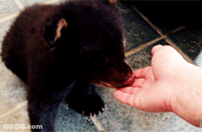 Bear Biting Person Finger GIF